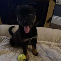 Thumbnail photo of Viper - *Available 12/20* Costa Mesa Location  #2