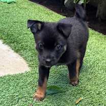 Thumbnail photo of Viper - *Available 12/20* Costa Mesa Location  #3