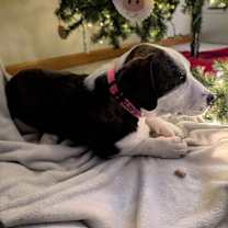 Thumbnail photo of Oogie Woofie #1