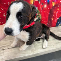 Thumbnail photo of Chewbarka #2