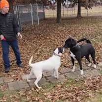 Thumbnail photo of Chucky #4