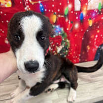 Thumbnail photo of Chewbarka #3