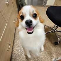 Thumbnail photo of Jezabelle #3