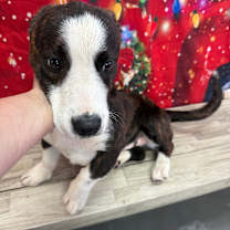 Thumbnail photo of Chewbarka #4