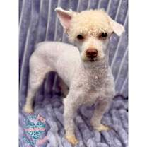 Thumbnail photo of Shirley Temple COH #1