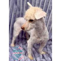 Thumbnail photo of Shirley Temple COH #2