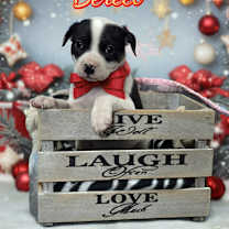 Thumbnail photo of Bereet #1