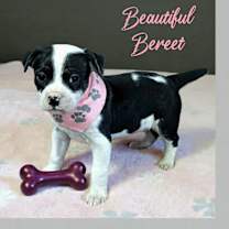 Thumbnail photo of Bereet #3