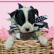 Thumbnail photo of Bereet #4