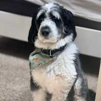 Thumbnail photo of Bolt #1