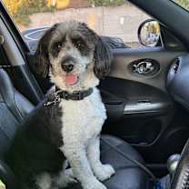 Thumbnail photo of Bolt #3