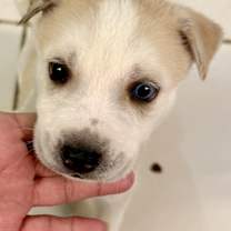 Thumbnail photo of Dash #1