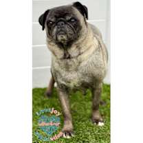 Thumbnail photo of Paloma #1