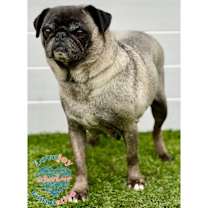 Thumbnail photo of Paloma #2