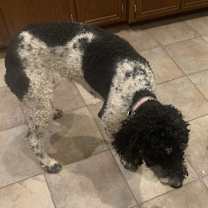 Thumbnail photo of Buttercup #1