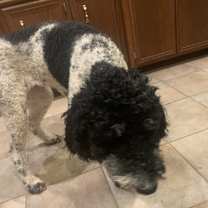 Thumbnail photo of Buttercup #2