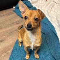 Thumbnail photo of Cricket #3