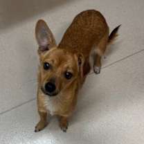 Thumbnail photo of Cricket #4