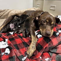 Thumbnail photo of Bitty #3