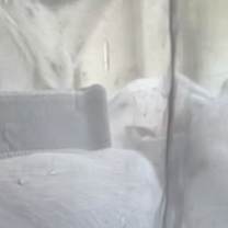 Thumbnail photo of Forrest #2