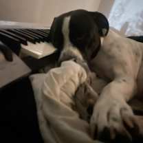 Thumbnail photo of Forrest #3