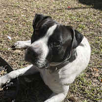 Thumbnail photo of Forrest #4