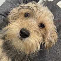 Thumbnail photo of Yorkiepoo Petra #1