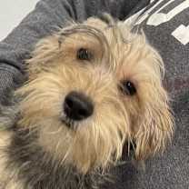 Thumbnail photo of Yorkiepoo Petra #2