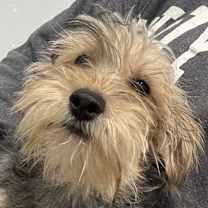 Thumbnail photo of Yorkiepoo Petra #3