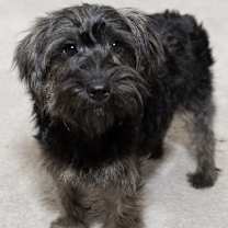 Thumbnail photo of Yorkiepoo Paulina #2