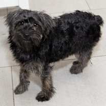 Thumbnail photo of Yorkiepoo Paulina #3