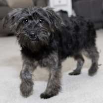 Thumbnail photo of Yorkiepoo Paulina #4