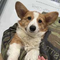 Thumbnail photo of Pembroke corgi Coriander #1