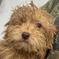 Thumbnail photo of Havanna Hanna #1