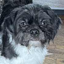 Thumbnail photo of Shihpoo Patton #1