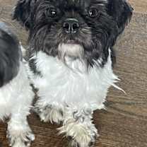 Thumbnail photo of Shihpoo Patton #2