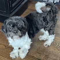 Thumbnail photo of Shihpoo Patton #3