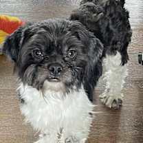 Thumbnail photo of Shihpoo Patton #4