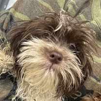 Thumbnail photo of Cigar Bar BART #1