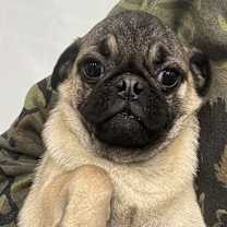 Thumbnail photo of Chop Stix Fortune Cookie #2