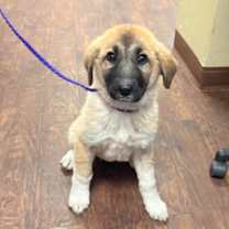 Thumbnail photo of Clue Litter:  Miss Scarlett #1