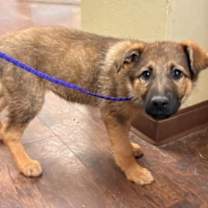 Thumbnail photo of Clue Litter:  Mrs. Peacock #1