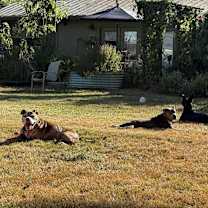 Thumbnail photo of JONI #4