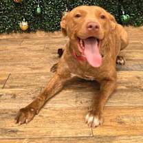 Thumbnail photo of CARRIE #1