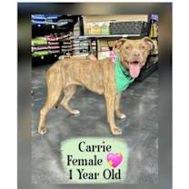 Thumbnail photo of CARRIE #3