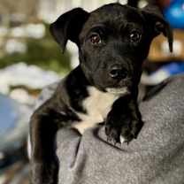 Thumbnail photo of Pippin #1