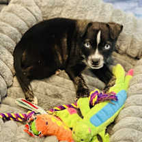 Thumbnail photo of Polly #3