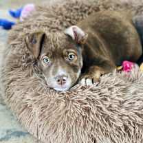 Thumbnail photo of Percy #3