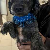 Thumbnail photo of Karl #1