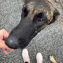 Thumbnail photo of Gavin - Located in TX #1